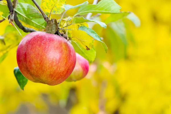 Κόκκινο Μήλο Στον Κλάδο Υγιεινά Τρόφιμα Και Ώριμα Καλλιεργειών Συγκομιδή — Φωτογραφία Αρχείου
