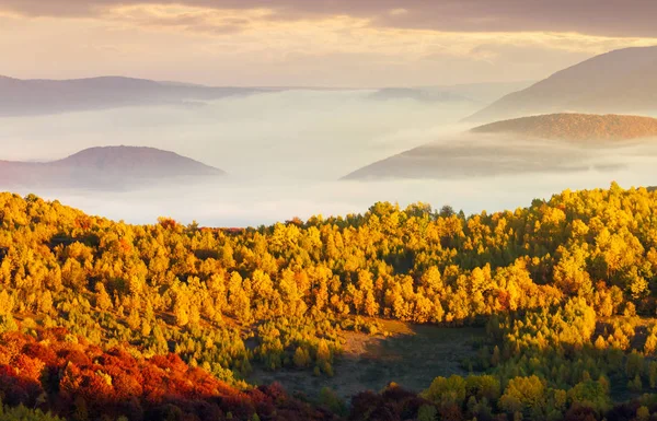 Piękny Krajobraz Jesień Górach Inwersja Chmury Nad Drzewami Dolinę Żółty — Zdjęcie stockowe