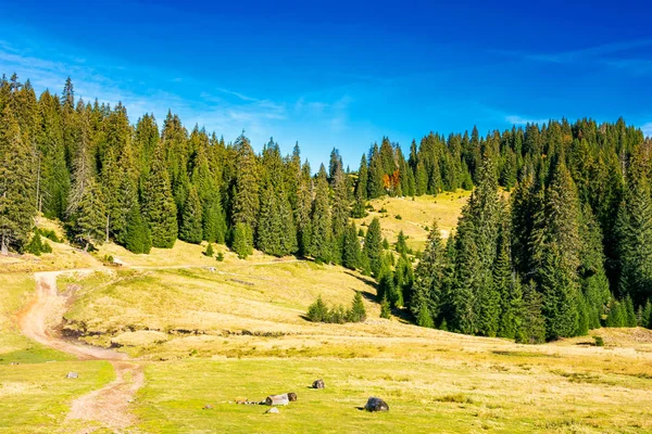 Ścieżka Starożytnego Lasu Świerkowego Piękna Scena Apuseni Parku Rumunii — Zdjęcie stockowe