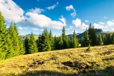 Ladin ormanı çimenli tepe üzerinde. güzel manzara sonbahar öğleden sonra. Konum Apuseni dağlar