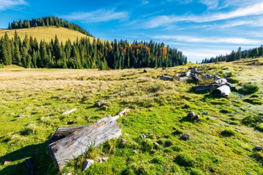 Apuseni Tabiat Parkı çimenli bir tepe üzerinde oturum. Ladin ormanı uzakta. Romanya'nın güzel sonbahar manzara. güzel gökyüzü ile harika sıcak hava