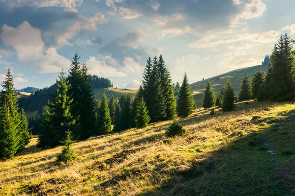 Vuren Bos Met Gras Begroeide Heuvel Bij Zonsondergang Mooi Landschap — Stockfoto