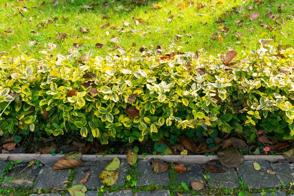 Planta Verde Jardín Otoño Vista Desde Parte Superior — Foto de Stock