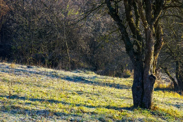 Nakna Äppelträd Orchard Vid Soluppgången Gräsbevuxen Kulle Morgon Rimfrost Trist — Stockfoto