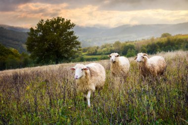 iki koyun ve ram çimenli çayırlarda yürüyoruz. gizemli kırsal manzara uzakta meşe ağacı. uzak dağlarda sabah muhteşem gökyüzü altında pus. hayat kavramı'nda yerinizi bulmak