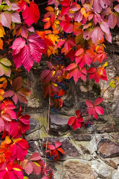 Texture Colorée Plante Lierre Sur Mur Pierre Feuilles Rouges Vertes — Photo