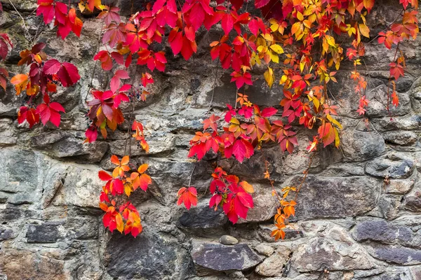 Πολύχρωμο Υφή Των Κισσός Φυτών Στον Πέτρινο Τοίχο Κόκκινα Και — Φωτογραφία Αρχείου