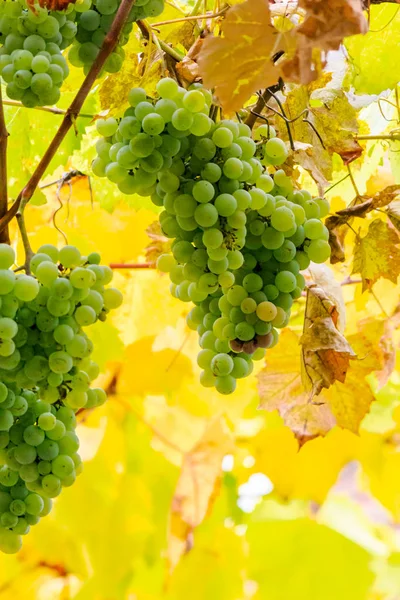 Bouquet Raisins Blancs Accroché Une Vigne Dans Vignoble Abstrait Fond — Photo