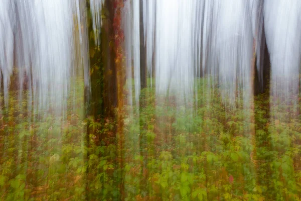 Flou Mouvement Abstrait Des Arbres Forestiers Automne Dans Brouillard — Photo