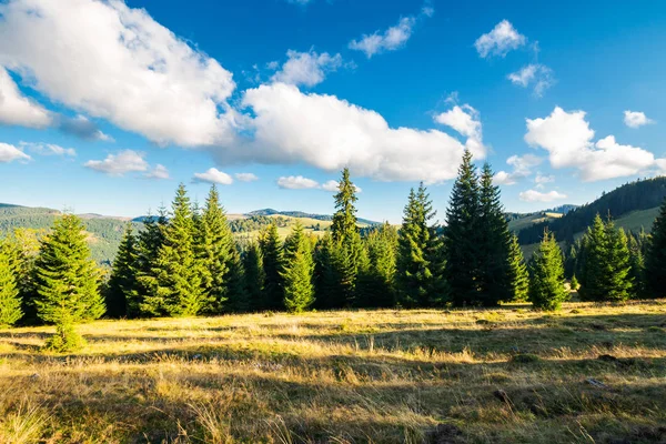 Piękny Krajobraz Gór Apuseni Jesienią Świerkowego Lasu Trawiastą Wzgórzu Przepiękny — Zdjęcie stockowe