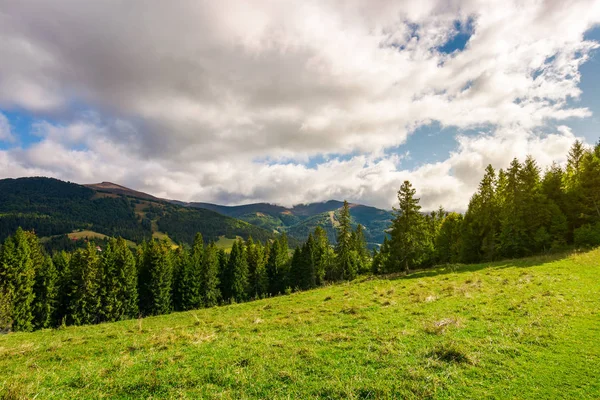 Bela Paisagem Dos Cárpatos Início Outono Floresta Abeto Uma Colina — Fotografia de Stock