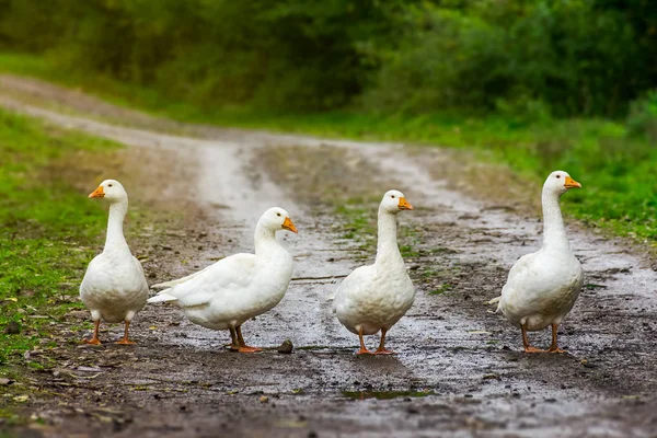 Four Geese Country Road Local Village Gang Hang Out Mess — Stock Photo, Image