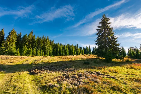 Montée Route Dans Forêt Épinettes Beau Paysage Montagne Matin Octobre — Photo