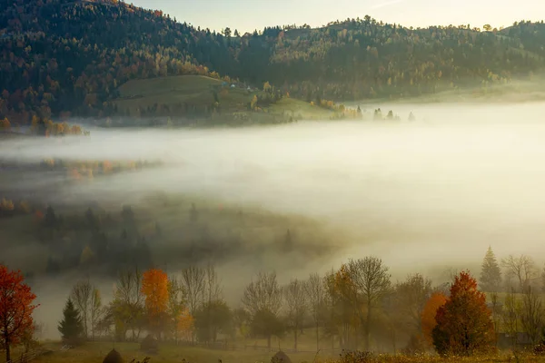 秋の朝の霧の草原に木の行 遠くに森林に覆われた圧延丘の美しい背景 — ストック写真