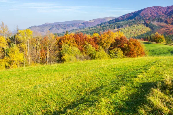 美丽的秋天风景在山 草地上的绿草 树上有黄色和红色的叶子 阳光午前 — 图库照片