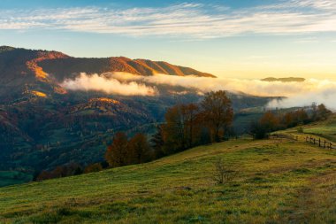 harika kırsal dağlarda. parlayan sis tepenin üzerinde rulo. çit ve ağaçlar çimenli tepe üzerinde. harika sabah ışık