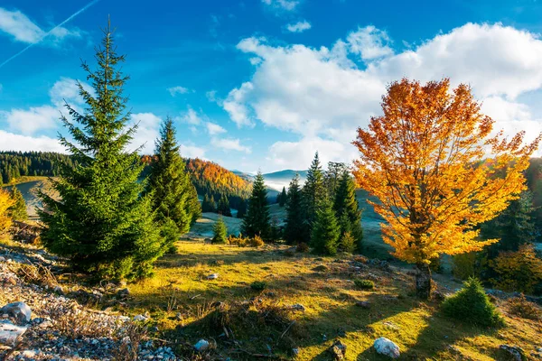 Krásný Východ Slunce Podzimní Krajině Stromy Podzim Barevné Listí Odlehlém — Stock fotografie