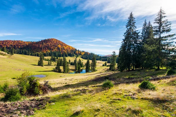 Schöne Herbstliche Landschaft Den Bergen Fichten Auf Dem Hügel Kleiner — Stockfoto