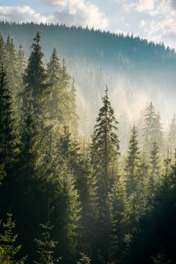 sabah sis içinde tepede çam ormanı. güzel doğa manzarası güzel ışık