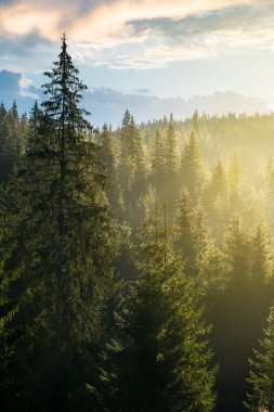 sabah ışık tepe üzerinde orman çeki düzen vermek. güzel doğa manzarası sis içinde