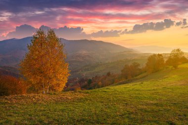 huş ağacı gündoğumu, sonbaharda bir tepede. beauttiful muhteşem gökyüzü ile Dağlık kırsal. parlak ve puslu atmosfer çevresinde