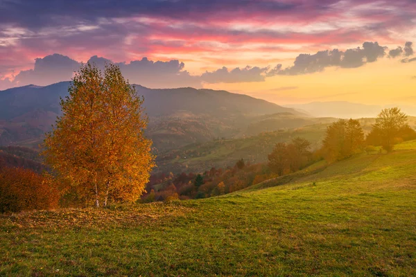 Bétula Uma Colina Outono Nascer Sol Bela Paisagem Montanhosa Com — Fotografia de Stock