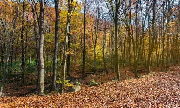 Floresta Quase Sem Folhas Outono Fundo Bela Natureza — Fotografia de Stock