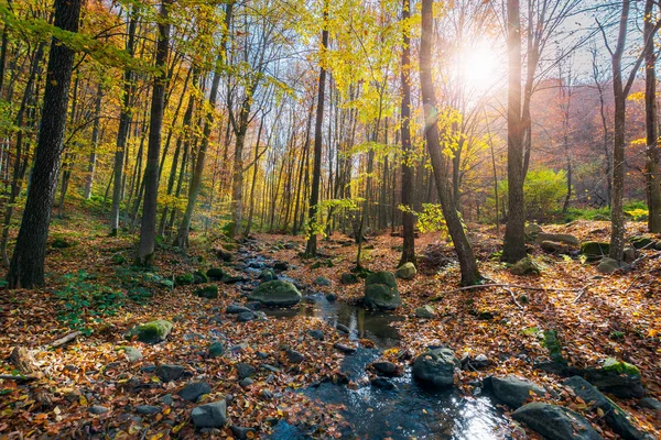 Mooie Zonnige Landschap Herfst Bos Veel Bladeren Grond Rondom Stenen — Stockfoto