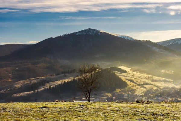 Lonely Naked Tree Hill Autumn Hazy Morning Distant Mountain Snowy — Stock Photo, Image