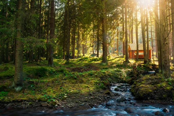 Forêt Conifères Ensoleillée Soirée Automne Petit Ruisseau Premier Plan Hangar — Photo