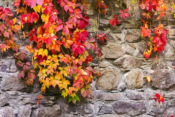 Colorful Ivy Plant Stone Wall Beautiful Autumn Background Natural Textures — Stock Photo, Image