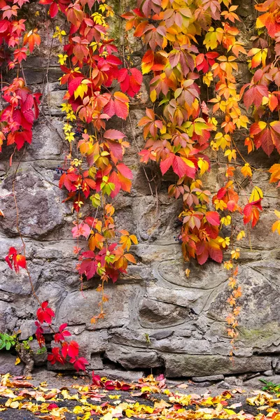 Színes Ivy Növény Kőfal Természetes Textúrák Gyönyörű Őszi Háttér — Stock Fotó