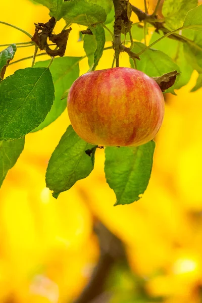 Φθινοπωρινές Ποικιλίες Μήλων Γλυκά Ώριμα Φρούτα Στον Κλάδο Κίτρινο Φόντο — Φωτογραφία Αρχείου