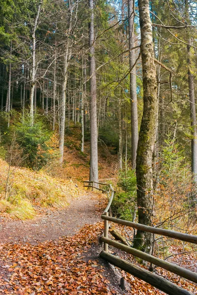 Spaziergang Den See Des Synevyr Nationalparks Herbst Umgestürztes Laub Und — Stockfoto