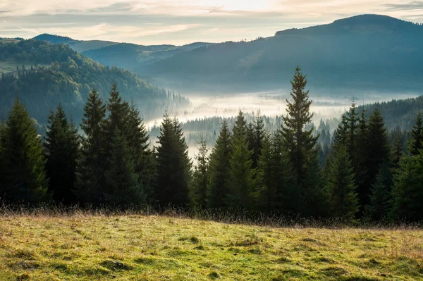 Fichtenwald Nebligen Tal Wunderschöne Herbstlandschaft Den Bergen Bei Sonnenaufgang Blick — Stockfoto