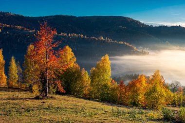 Orchard köy sınırı tepede. muhteşem sabah ışık ve Güz sis