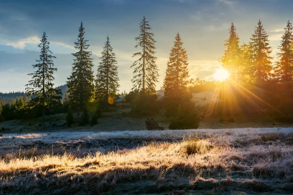 丘の上の背の高いトウヒを透かして太陽 冷凍草の草原がバックライトします 山で豪華な秋の日の出 — ストック写真