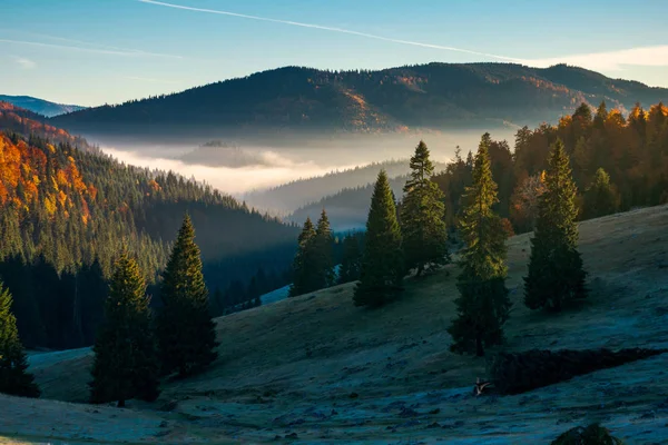 Herrliche Herbstlandschaft Den Bergen Graswiese Schatten Wald Herbstfarbe Nebel Fernen — Stockfoto