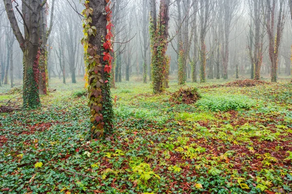 Park Mit Bäumen Nebel Gruselige Szenerie Spätherbst — Stockfoto