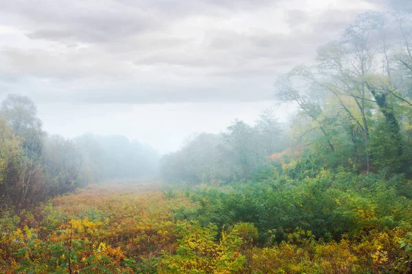 meadow in the foggy park. creepy nature scenery in autumn