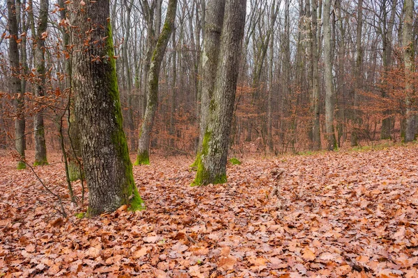 Árvores Nuas Com Musgo Troncos Floresta Vazia Atmosfera Solitária Final — Fotografia de Stock