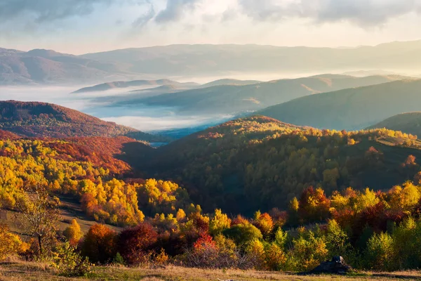 美丽的雾秋天景观 树在秋天的颜色在一个晴朗的早晨在山上 — 图库照片