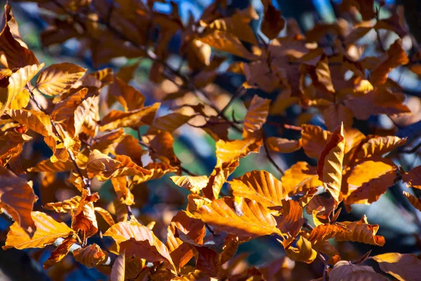 茶色の葉が日光で枝を風化します 素敵な秋の背景 — ストック写真