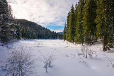kış orman dağlarında. kar çevresinde yüksek çam ağaçları çayır kaplı
