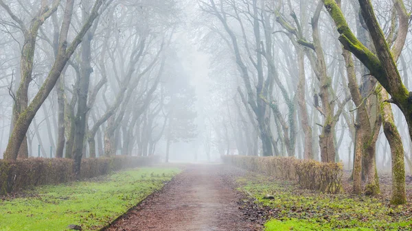 Düsteren Park Mit Nackten Bäumen Nebel Ungewöhnlicher Schnee Weniger Warmer — Stockfoto