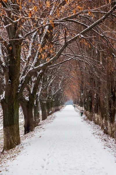 Beco Mais Longo Tília Europeia Inverno Caminho Percorrido Coberto Neve — Fotografia de Stock