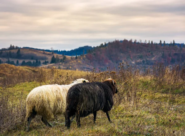 两只羊穿过山草甸 秋日多云天气 — 图库照片