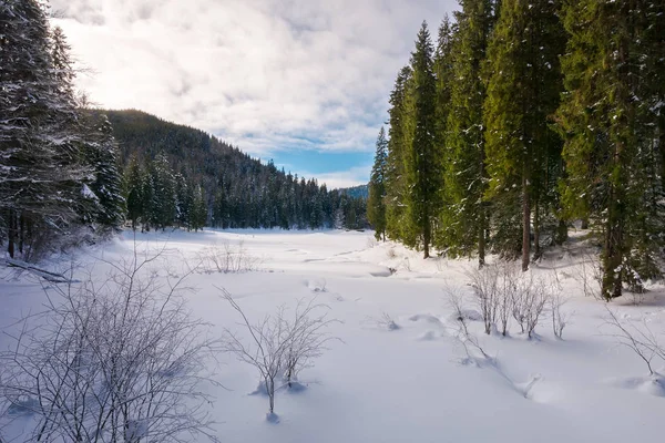 Floresta Inverno Nas Montanhas Árvores Abeto Altas Redor Prado Coberto — Fotografia de Stock