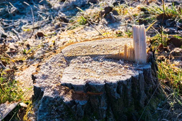 Souche Arbre Frais Coupé Avec Copeaux Bois Gelée Blanche — Photo