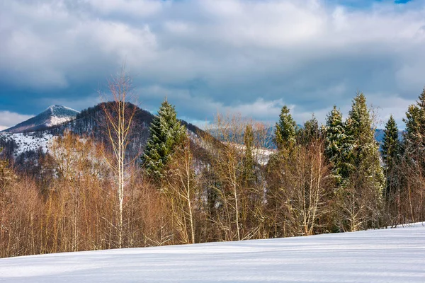 可爱的冬季景观在山 在阴天与一排桦树和云杉树的雪坡 — 图库照片